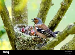 Attēlu rezultāti vaicājumam “Fringilla coelebs nest”