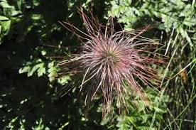 Attēlu rezultāti vaicājumam “Pulsatilla pratensis fruit”