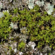 Attēlu rezultāti vaicājumam “Encalypta streptocarpa sporophyte”