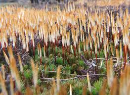 Attēlu rezultāti vaicājumam “Polytrichum juniperinum”