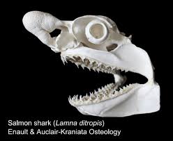 Image result for Lamna ditropis