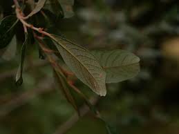 Attēlu rezultāti vaicājumam “Salix Vetrix”