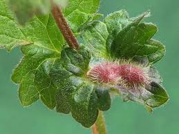 Attēlu rezultāti vaicājumam “Liposthenes glechomae”