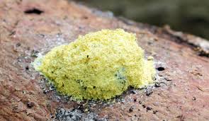 Attēlu rezultāti vaicājumam “Enteridium variabile macro”