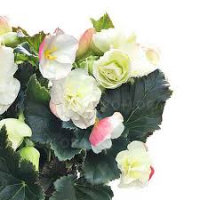 Image result for Бегония Элатиор 12х22 4601887072423