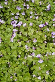 Attēlu rezultāti vaicājumam “Cymbalaria muralis leaf”