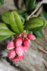 Attēlu rezultāti vaicājumam “Vaccinium vitis-idaea bud”