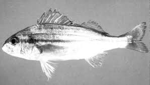 Image result for Pomadasys incisus