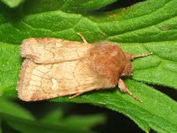 Attēlu rezultāti vaicājumam “Eriopygodes imbecilla”