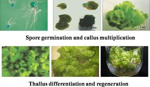Attēlu rezultāti vaicājumam “Paraleucobryum longifolium sporophyte”