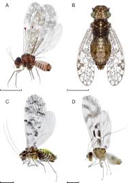 Attēlu rezultāti vaicājumam “Psocoptera”