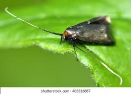 Attēlu rezultāti vaicājumam “Cauchas rufimitrella”