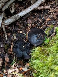 Attēlu rezultāti vaicājumam “Pseudoplectania nigrella”