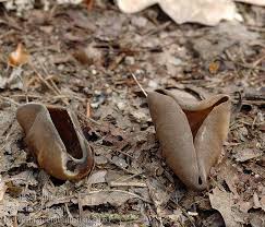 Attēlu rezultāti vaicājumam “Helvella acetabulum”