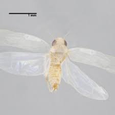 Attēlu rezultāti vaicājumam “Edwardsiana geometrica”