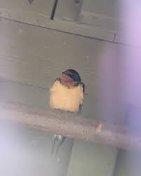 Attēlu rezultāti vaicājumam “Hirundo rustica juvenile”