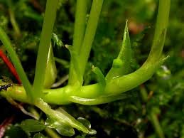 Attēlu rezultāti vaicājumam “Viola palustris”