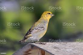 Attēlu rezultāti vaicājumam “Pinicola enucleator adult”