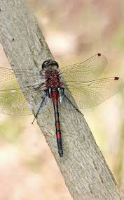Attēlu rezultāti vaicājumam “Leucorrhinia rubicunda male”