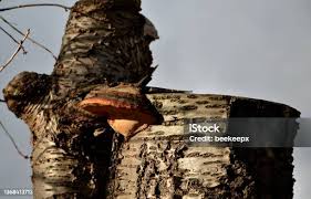 Attēlu rezultāti vaicājumam “Dichomitus campestris”