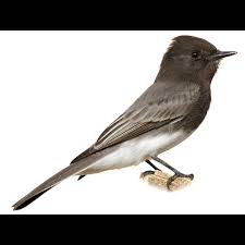 Image result for Sayornis phoebe