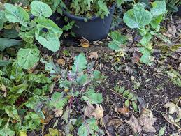 Image result for Taunton Deane