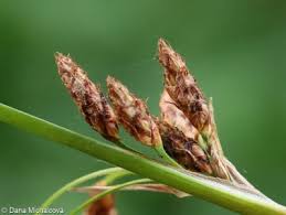 Attēlu rezultāti vaicājumam “Schoenoplectus lacustris subsp. glaucus”