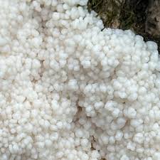 Attēlu rezultāti vaicājumam “Brefeldia maxima spores”