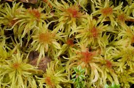 Attēlu rezultāti vaicājumam “Sphagnum angustifolium”