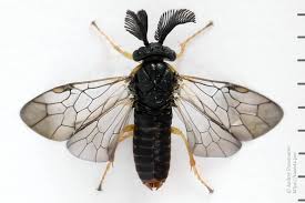 Attēlu rezultāti vaicājumam “Gilpinia”