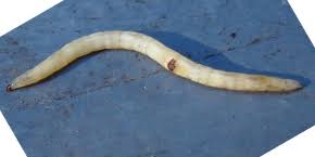 Attēlu rezultāti vaicājumam “Therevidae larva”