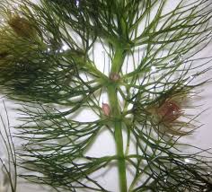 Attēlu rezultāti vaicājumam “Ceratophyllum submersum leaf”