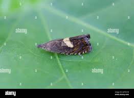 Attēlu rezultāti vaicājumam “Dichrorampha simpliciana”