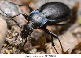 Attēlu rezultāti vaicājumam “Leistus terminatus”