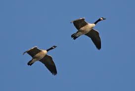 Attēlu rezultāti vaicājumam “Branta canadensis adult”