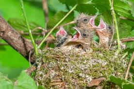 Attēlu rezultāti vaicājumam “Fringilla coelebs nest”
