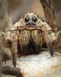 Attēlu rezultāti vaicājumam “Evarcha falcata male”