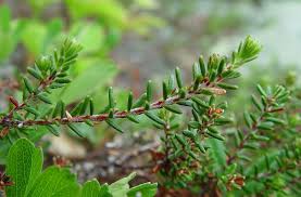 Attēlu rezultāti vaicājumam “Empetrum nigrum leaf”