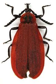 Attēlu rezultāti vaicājumam “Lycidae”