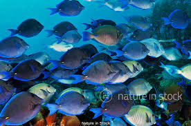 Image result for Acanthurus chirurgus