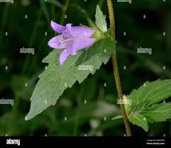 Attēlu rezultāti vaicājumam “Campanula trachelium leaf”