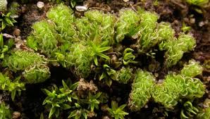Attēlu rezultāti vaicājumam “Fossombronia wondraczekii sporophyte”