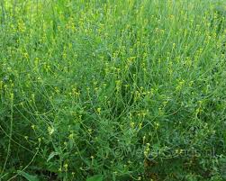 Attēlu rezultāti vaicājumam “Sisymbrium volgense”