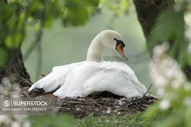 Attēlu rezultāti vaicājumam “Cygnus olor adult”