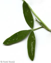Attēlu rezultāti vaicājumam “Trifolium medium leaf”