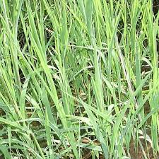 Attēlu rezultāti vaicājumam “Leersia oryzoides”