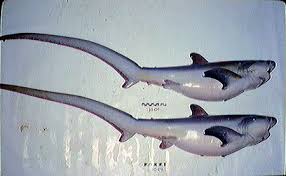 Image result for Alopias vulpinus