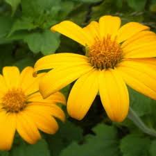 Image result for Tithonia rotundifolia