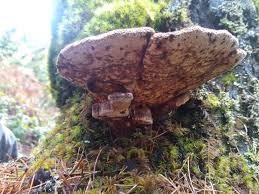 Attēlu rezultāti vaicājumam “Onnia triquetra”