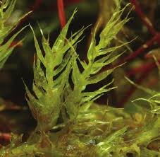 Attēlu rezultāti vaicājumam “Sciuro-hypnum populeum sporophyte”